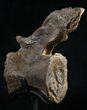 Diplodocus Caudal Vertebra - Dana Quarry #10150-3